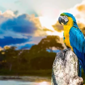 24. La Amazonia 1º