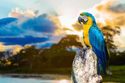 23. La Amazonia 1º