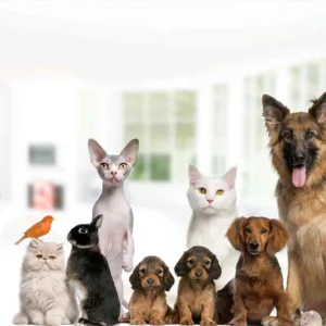 18. Mascotas y más 3º