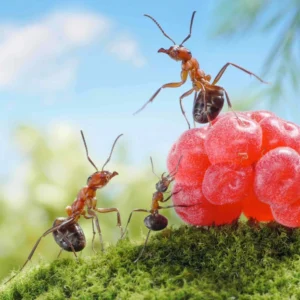 17. Los insectos 2º