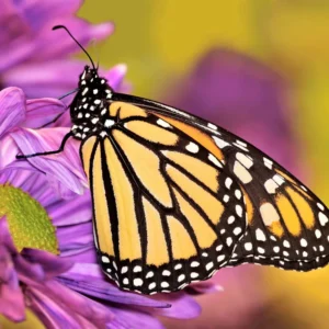16. Mariposa monarca 1º