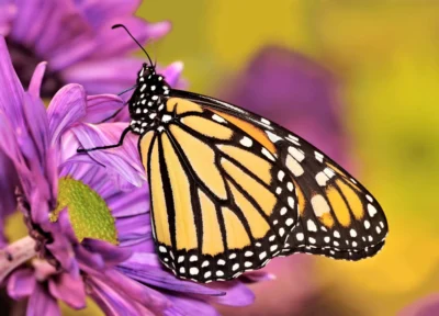 15. Mariposa monarca 1º